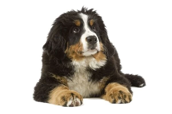 Bernese Mountain Dog - puppy. Also known as Berner Sennenhund or Bouvier Bernois (French)