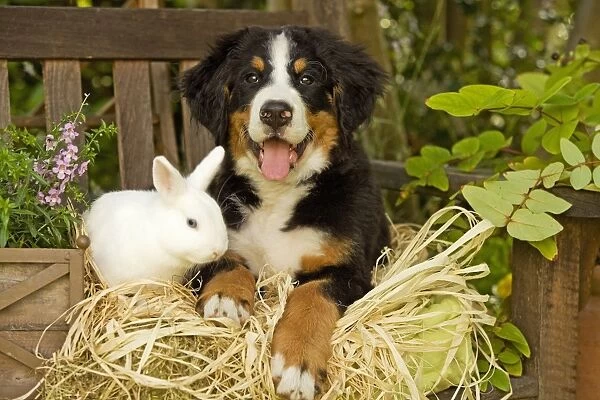 Bernese Mountain Dog - puppy lying on garden bench with rabbit. Also known as Berner Sennenhund