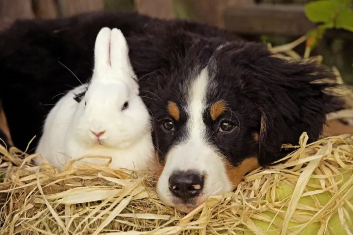 Framed Print : Bernese Mountain Dog - puppy lying next to rabbit. Also known as Berner Sennenhund Framed Print : Bernese Mountain Dog - puppy lying next to rabbit. Also known as Berner Sennenhund
