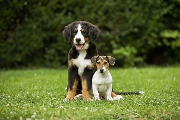 Bernese Mountain Dog - puppy sitting with three month old Jack Russell Terrier. Also known as Berner Sennenhund