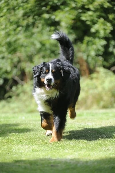 Bernese Mountain Dog - running on grass