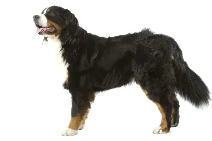 Framed Print : Bernese Mountain Dog - in studio Framed Print : Bernese Mountain Dog - in studio