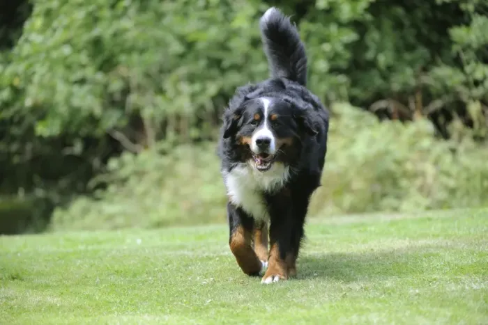Framed Print : Bernese Mountain Dog - walking on grass Framed Print : Bernese Mountain Dog - walking on grass