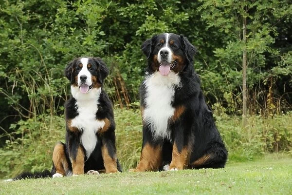 Bernese Mountain Dogs - sitting on grass