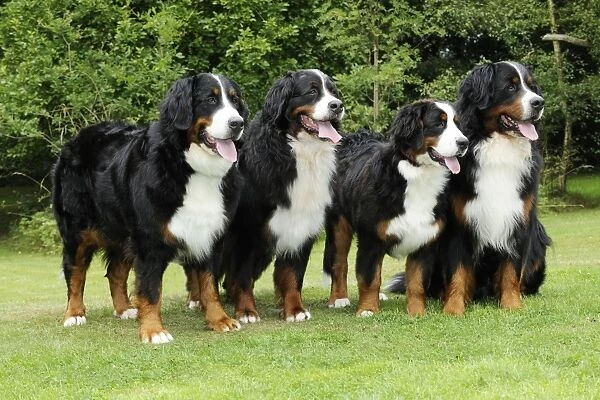Bernese Mountain Dogs - standing on grass