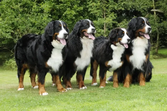 Framed Print : Bernese Mountain Dogs - standing on grass Framed Print : Bernese Mountain Dogs - standing on grass