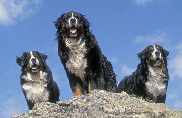 Bernese Mountains Dogs - 3 together standing on rock