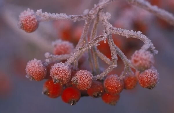 Berries - covered in frost