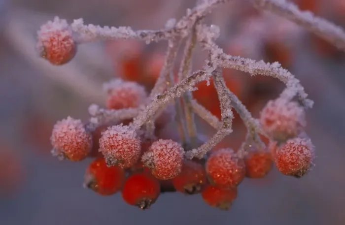 Framed Print : Berries - covered in frost Framed Print : Berries - covered in frost