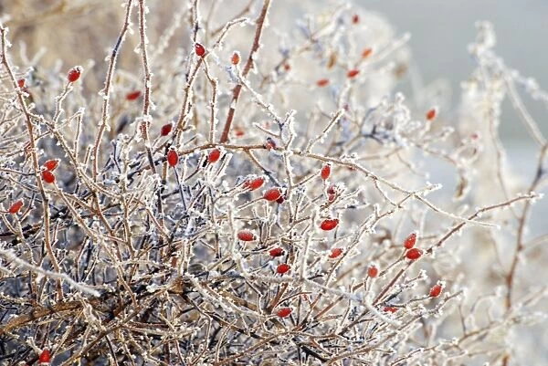 Berries /  Rose hips - Wild Rose in hedge, covered in frost