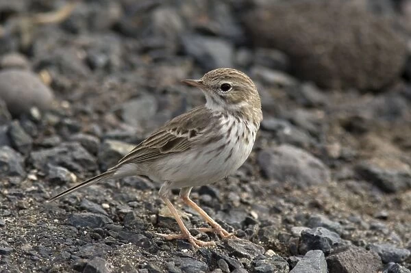 Berthelot's Pipit - Lanzarote - Canary Islands
