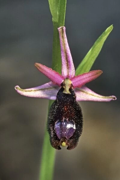 Bertoloni's Bee orchid - Italy