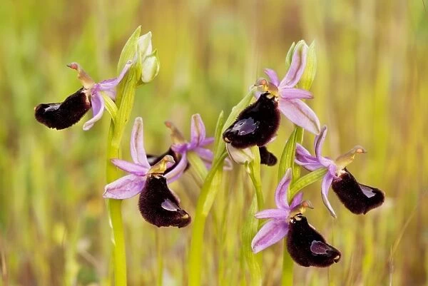 Bertoloni's Orchid - Gargano Peninsula, Italy