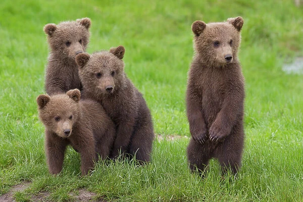 Best friends Four cute Brown Bear cubs (13195839) Framed Prints