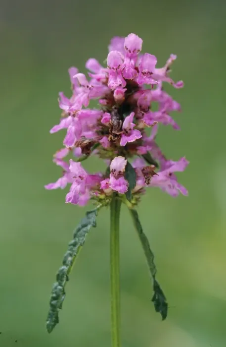Framed Print : Betony. ROG-11180. BETONY. Stachys officinalis