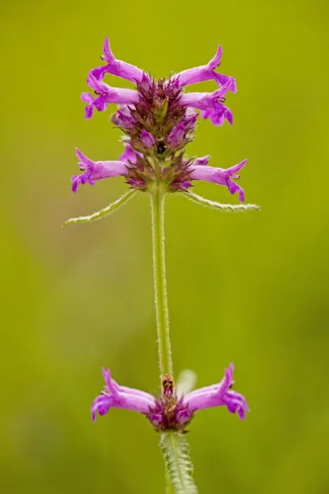 Framed Print : Betony, Stachys officinalis = Betonica in meadow, Dorset Framed Print : Betony, Stachys officinalis = Betonica in meadow, Dorset