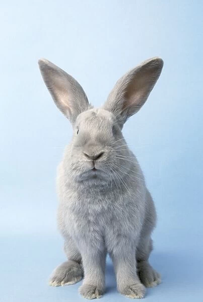 Beveren (Normal) Rabbit
