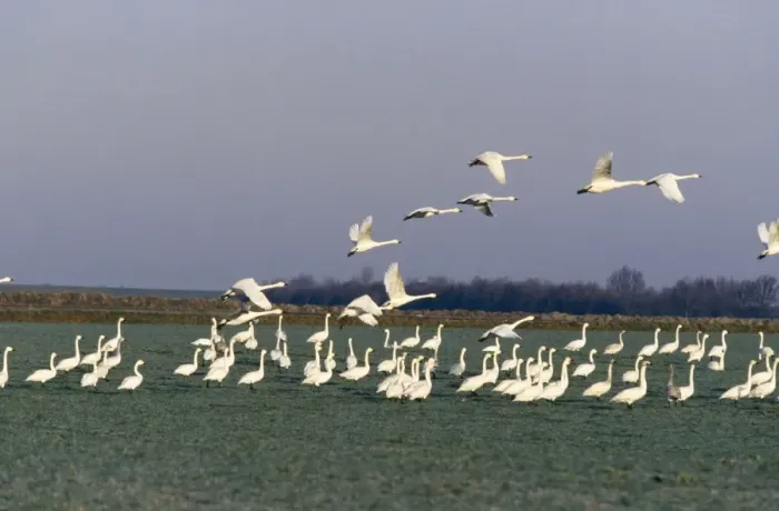 Framed Print : Bewick Swan In flight, Norfolk, UK