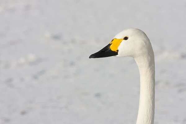 Bewick's Swan - Close up portrait of head and neck against snow. England, UK