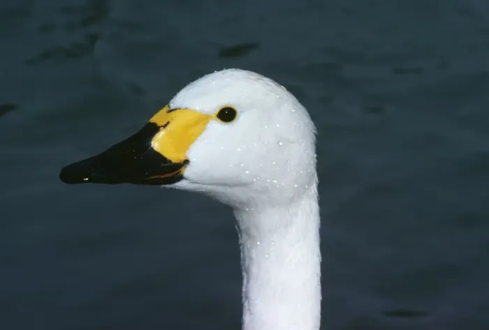 Framed Print : Bewick's Swan - close-up Also known as Tundra Swan Framed Print : Bewick's Swan - close-up Also known as Tundra Swan
