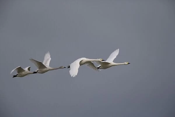 Bewick's Swan - In flight 4