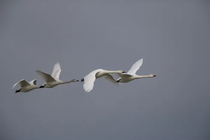 Framed Print : Bewick's Swan - In flight 4 Framed Print : Bewick's Swan - In flight 4