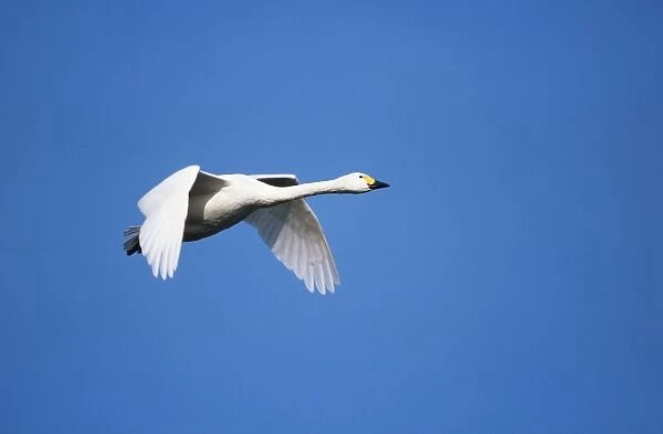 Bewick's Swan - in flight Slimbridge, Gloucester, UK