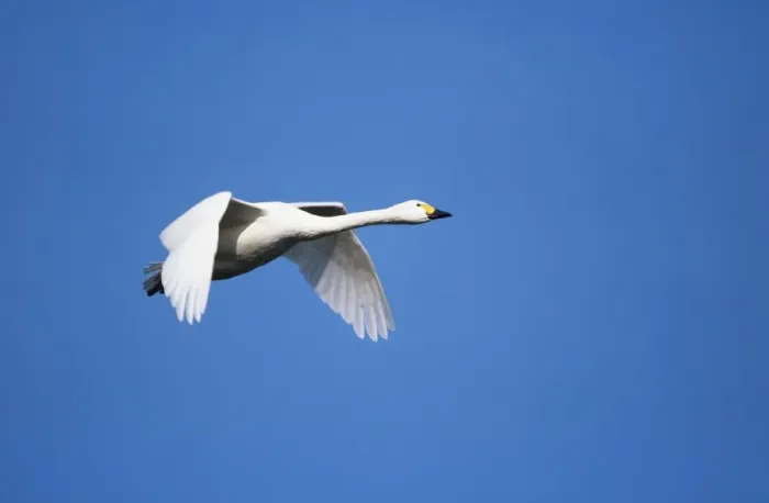 Framed Print : Bewick's Swan - in flight Slimbridge, Gloucester, UK Framed Print : Bewick's Swan - in flight Slimbridge, Gloucester, UK