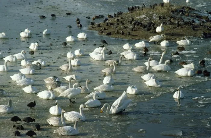 Framed Print : Bewick's Swan - on frozen marshes Framed Print : Bewick's Swan - on frozen marshes