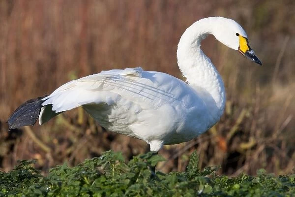 Bewick's Swan - Single adult bird stretching. England, UK