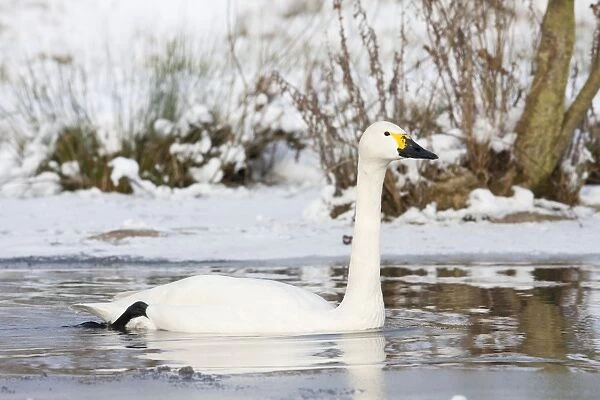 Bewick's Swan - single adult bird swimming along narrow unfrozen channel of lake. England, UK