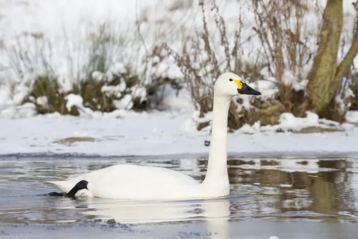 Framed Print : Bewick's Swan - single adult bird swimming along narrow unfrozen channel of lake. England, UK Framed Print : Bewick's Swan - single adult bird swimming along narrow unfrozen channel of lake. England, UK