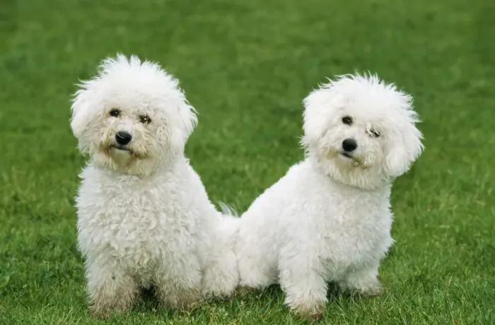 Framed Print : Bichon Frise Dog ME 323 © Johan De Meester / ardea. com Framed Print : Bichon Frise Dog ME 323 © Johan De Meester / ardea. com