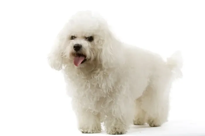 Framed Print : Bichon Frise. Also know as Tenerife Dog Framed Print : Bichon Frise. Also know as Tenerife Dog