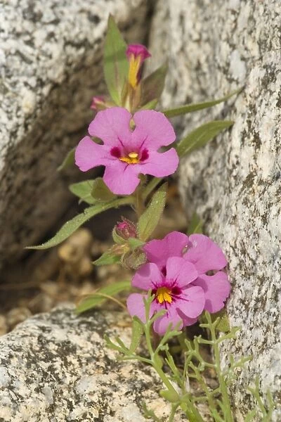 Biegelow's Monkey Flower - growing between rocks - Anza Borrego Desert State Part, California, USA