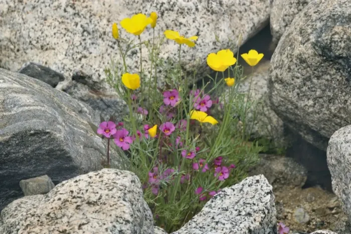 Framed Print : Biegelow's Monkey Flower and Mexican Gold Poppy (Eschscholzia mexicana) in full bloom growing between rocks - Anza Borrego Desert State Part - California - USA Framed Print : Biegelow's Monkey Flower and Mexican Gold Poppy (Eschscholzia mexicana) in full bloom growing between rocks - Anza Borrego Desert State Part - California - USA