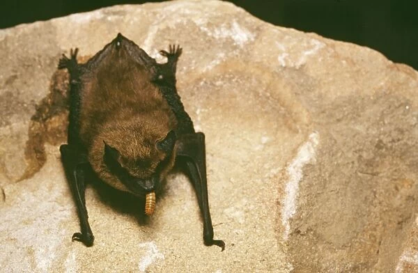 Big Brown Bat - eating maggot