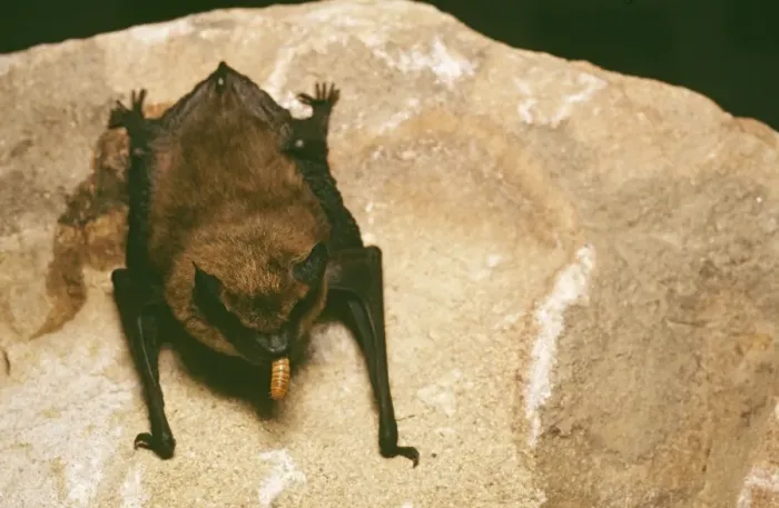 Framed Print : Big Brown Bat - eating maggot Framed Print : Big Brown Bat - eating maggot