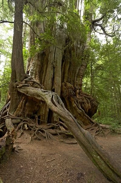 Big Cedar Tree - Western Red Cedar Olympic National Park, Washington State, USA LA001693