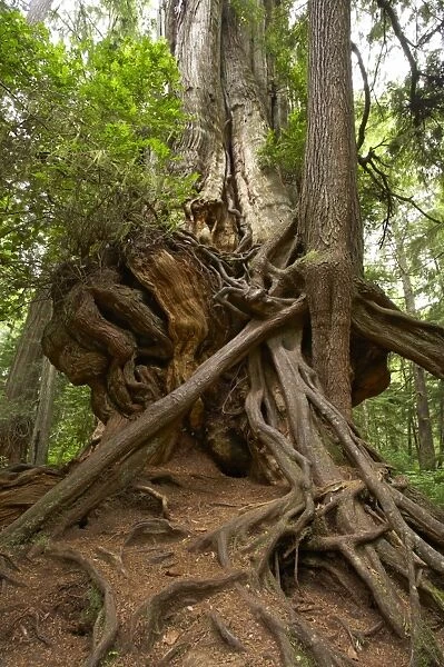 Big Cedar Tree - Western Red Cedar Olympic National Park, Washington State, USA LA001700