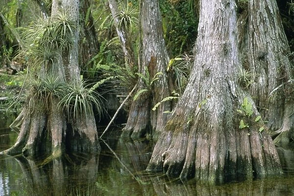 Big Cypress Florida USA. 80053213