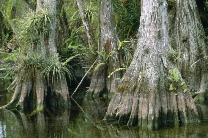 Framed Print : Big Cypress Florida USA. 80053213 Framed Print : Big Cypress Florida USA. 80053213
