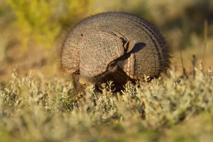 Framed Print : Big Hairy Armadillo / Larger Hairy Armadillo - adult foraging in pampa - Reserva Faunistica Peninsula Valdes - UNESCO World Heritage Site - Atlantic Coast - Patagonia - Argentina - South America Framed Print : Big Hairy Armadillo / Larger Hairy Armadillo - adult foraging in pampa - Reserva Faunistica Peninsula Valdes - UNESCO World Heritage Site - Atlantic Coast - Patagonia - Argentina - South America