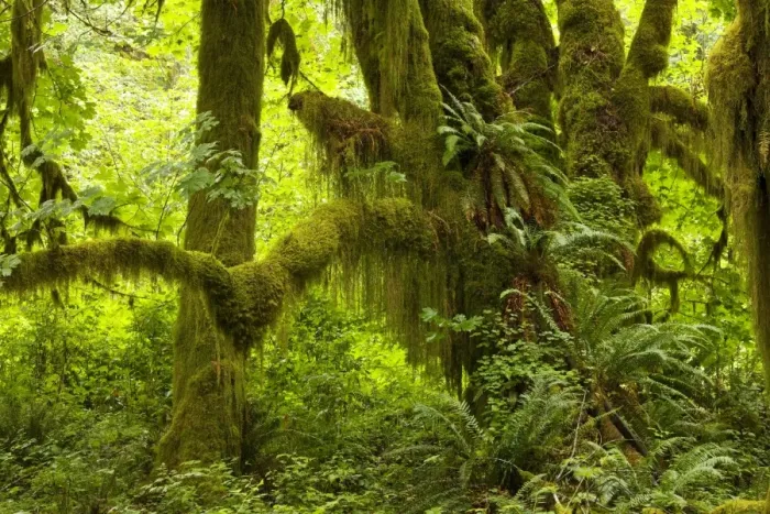 Framed Print : Big Leaf Maple (Acer macrophyllum) trees in wet temperate rain forest, Quinault Valley, Olympic National Park, Washington Framed Print : Big Leaf Maple (Acer macrophyllum) trees in wet temperate rain forest, Quinault Valley, Olympic National Park, Washington