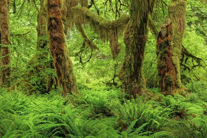 Framed Print : Big Leaf Maple tree draped with Club Moss, Hoh Rainforest, Olympic National Park, Washington State Date: 19-06-2013 Framed Print : Big Leaf Maple tree draped with Club Moss, Hoh Rainforest, Olympic National Park, Washington State Date: 19-06-2013