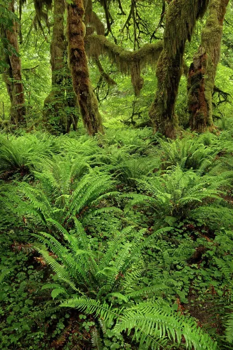 Framed Print : Big Leaf Maple tree draped with Club Moss, Hoh Rainforest, Olympic National Park, Washington State Date: 19-06-2013 Framed Print : Big Leaf Maple tree draped with Club Moss, Hoh Rainforest, Olympic National Park, Washington State Date: 19-06-2013