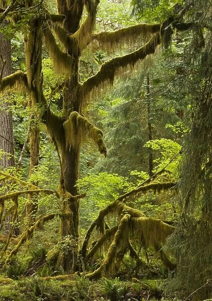 Big Leaf Maple - trees in wet temperate rain forest