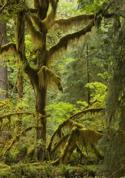 Framed Print : Big Leaf Maple - trees in wet temperate rain forest, Quinault Valley, Olympic National Park, Washington Framed Print : Big Leaf Maple - trees in wet temperate rain forest, Quinault Valley, Olympic National Park, Washington
