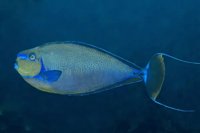 Framed Print : Big Nose Unicornefish - male flashing his mating colours (can change colour very fast if a female is nearby) Indonesia Framed Print : Big Nose Unicornefish - male flashing his mating colours (can change colour very fast if a female is nearby) Indonesia