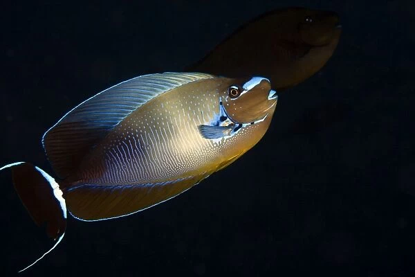 Big Nose Unicornfish - Maldives